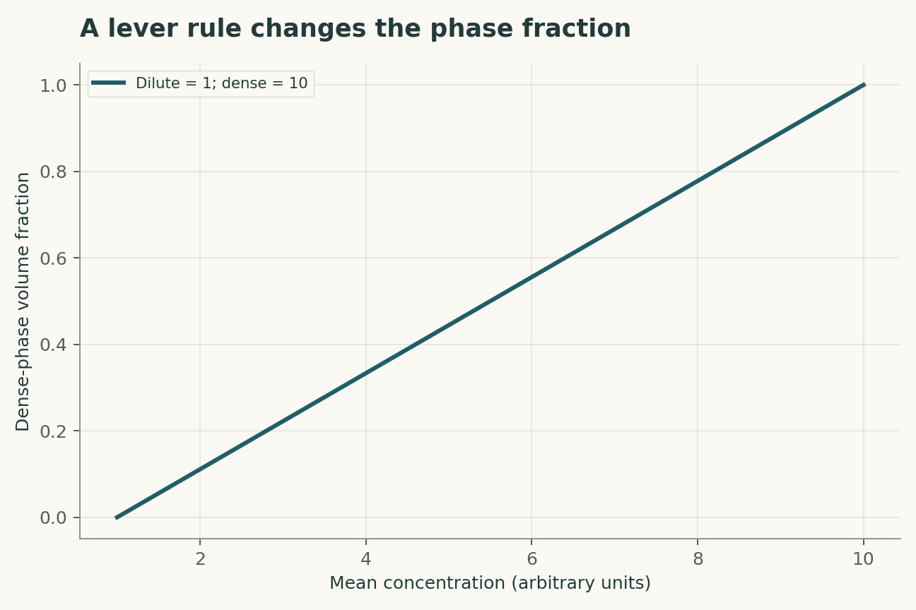 A lever rule changes the phase fraction. Two coexisting concentrations are held at 1 and 10 arbitrary units. Mass balance gives the dense-phase fraction (mean minus 1)/9. This equilibrium construction does not establish phase separation in a cell.