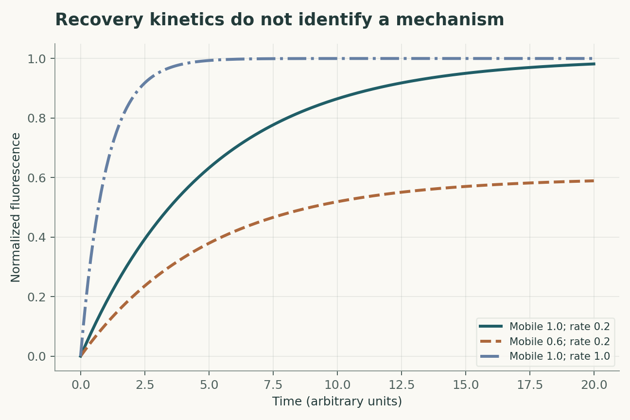 Recovery kinetics do not identify a mechanism. Exponential recovery with a mobile fraction of 0.6 or 1 and a rate of 0.2 or 1 per time unit. The curves isolate mobility and recovery rate; they are not fitted FRAP measurements.