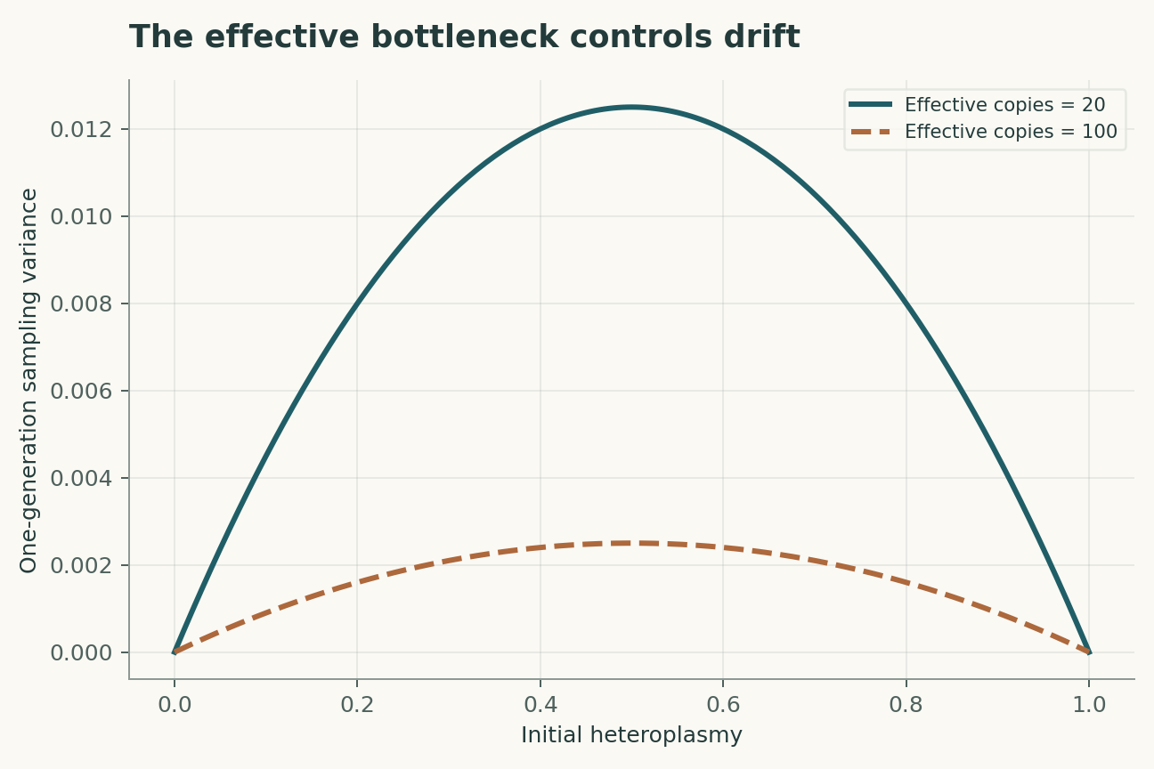 The effective bottleneck controls drift. Binomial sampling variance h(1-h)/Ne is plotted for two effective copy numbers. Molecular correlations and selection are excluded.
