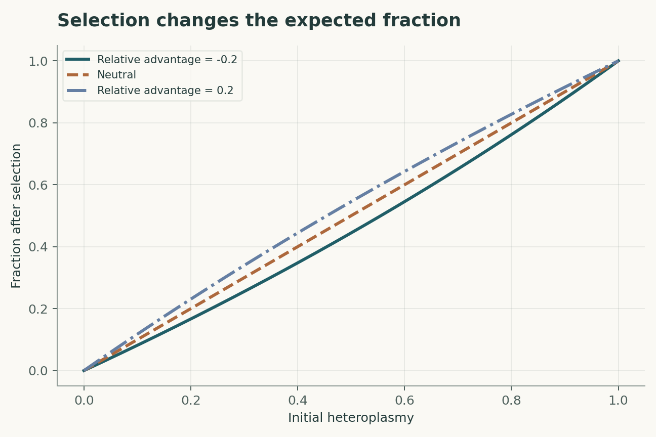Selection changes the expected fraction. A deterministic two-type weighting uses h' = h(1+s)/(1+sh). This expected shift is distinct from sampling variance and from sequencing error.