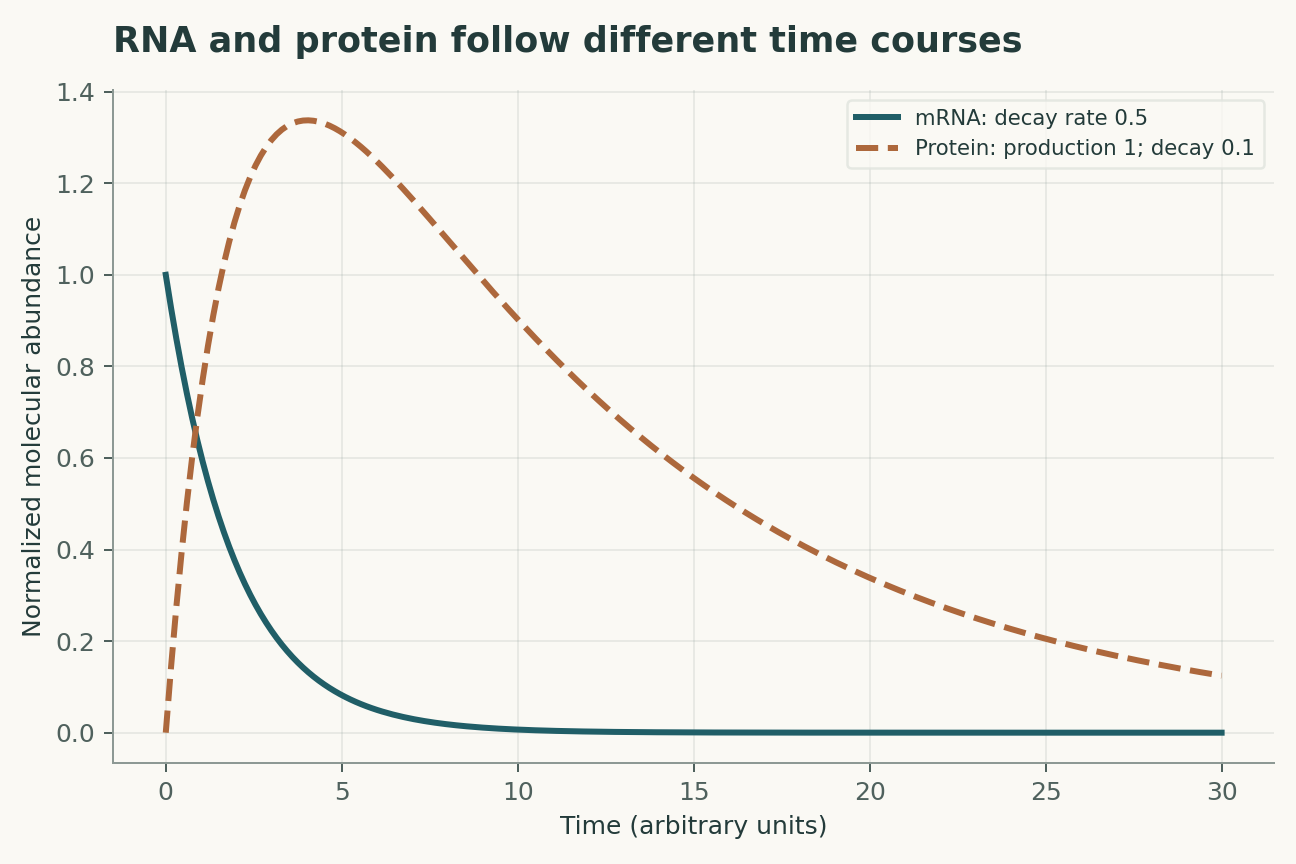 RNA and protein follow different time courses. Initial mRNA is 1 and initial protein is 0. Linear production and first-order loss are assumed. Protein abundance uses the same arbitrary reference amount; it need not remain below 1.