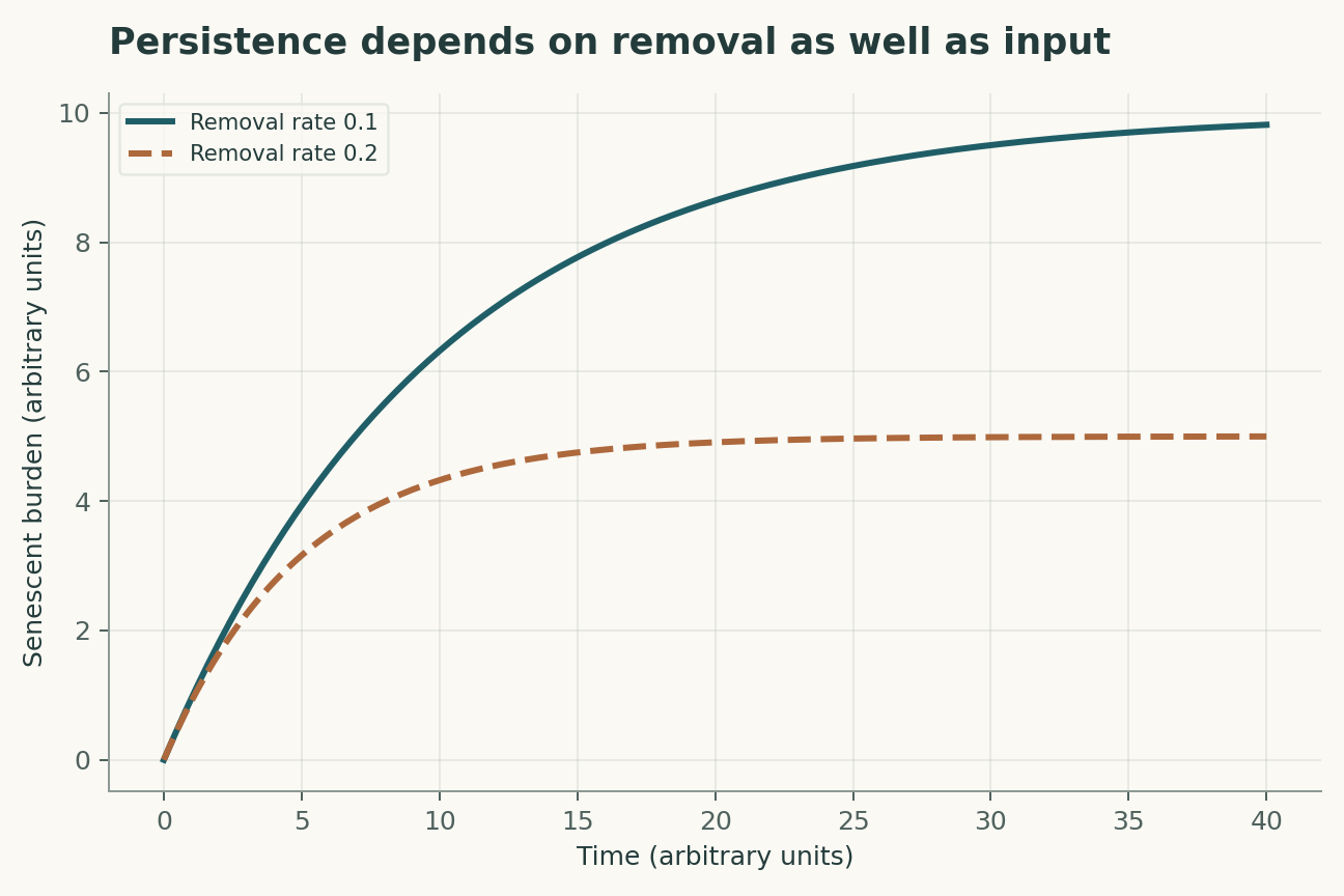 Persistence depends on removal as well as input. Constant input I = 1 burden unit per time unit; initial burden is zero. The linear clearance model approaches I/k. It omits tissue-specific benefits and damage.
