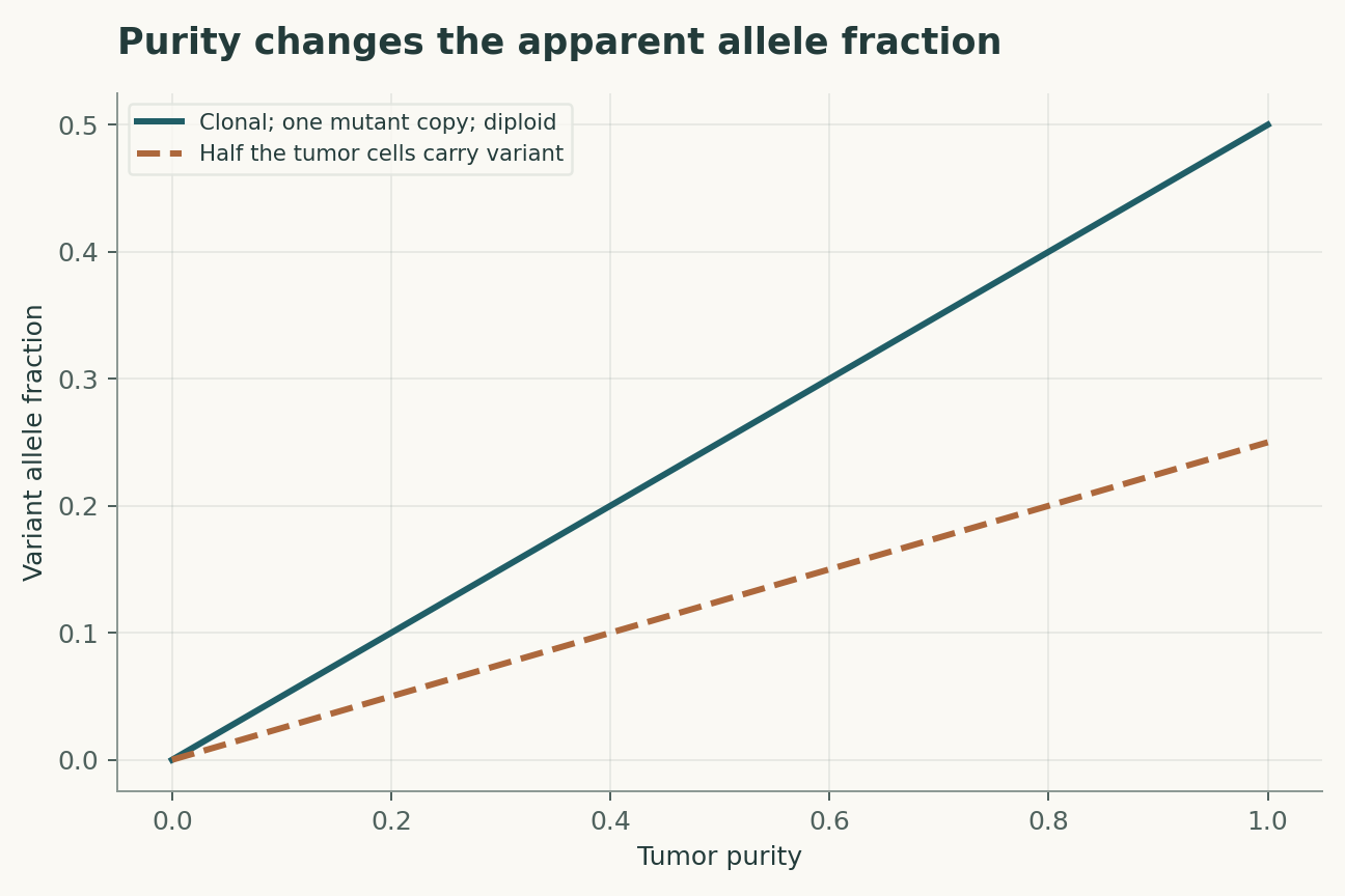 Purity changes the apparent allele fraction. Tumor and normal cells are diploid; there is one mutant copy per carrier. Copy-number changes, allelic imbalance and sequencing error are excluded.